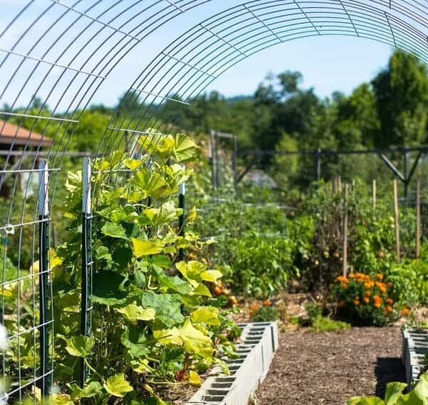 A garden with a metal arch trellis covered in climbing plants, surrounded by various green vegetation and orange flowers, under a clear blue sky.