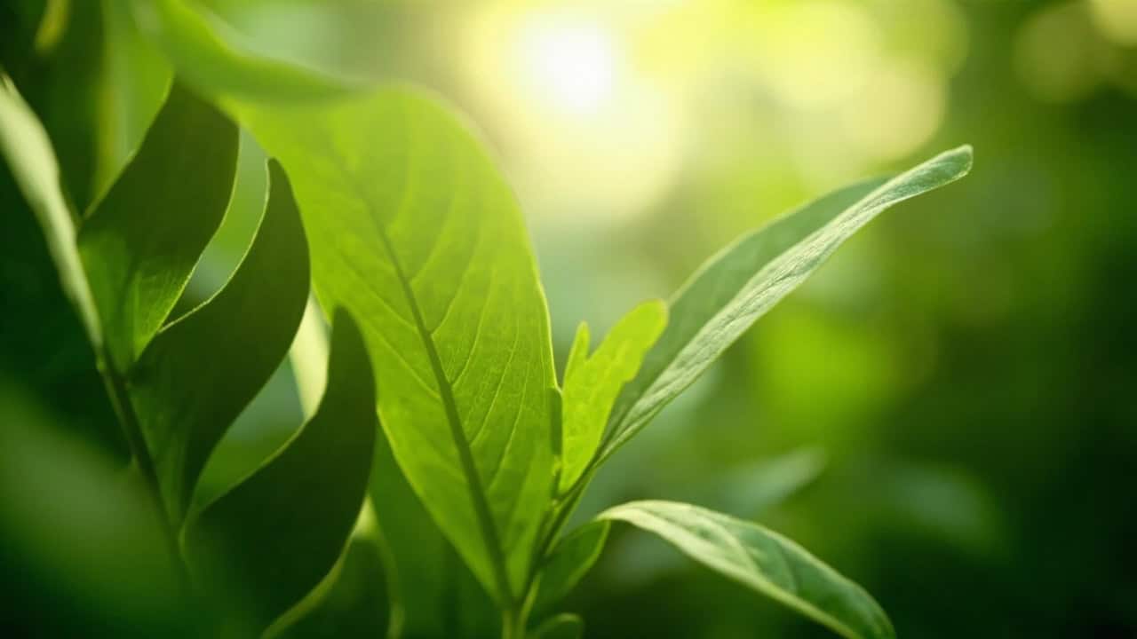 Close-up of tropical green leaves with morning light filtering through, creating a serene botanical atmosphere