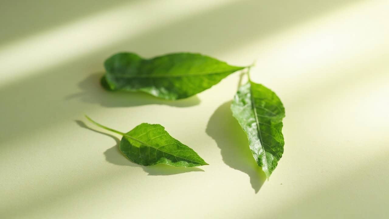 Soft natural light illuminating fresh green botanical leaves arranged simply on a neutral surface, emphasizing organic beauty