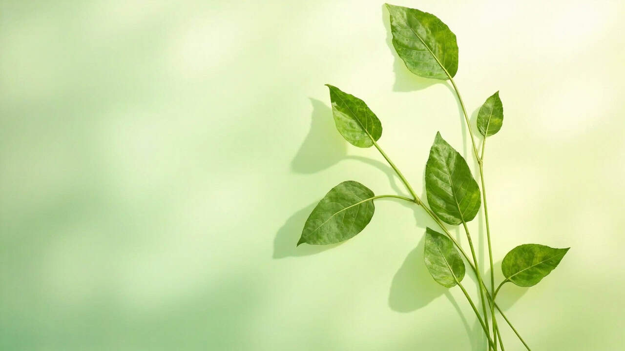serene botanical illustration featuring Kratom leaves arranged thoughtfully against a soft gradient background