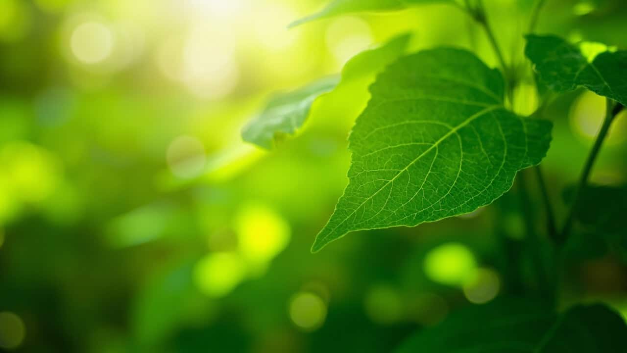 close-up of fresh green Kratom leaves with visible veins and natural morning light filtering through them