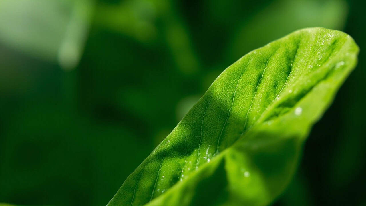 close-up of tropical green leaves with visible veins and natural lighting