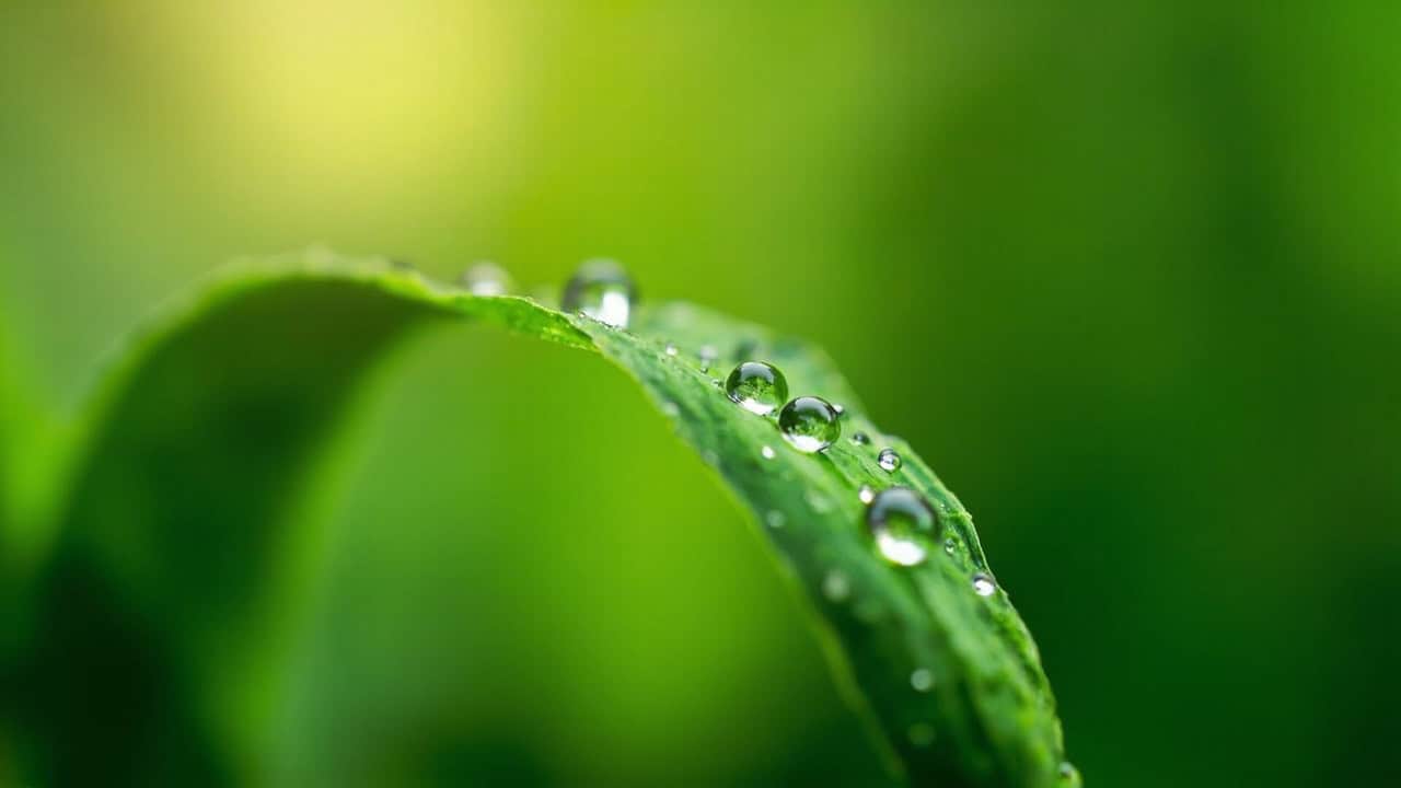 close-up of lush green tropical leaves with morning dew drops and soft natural light