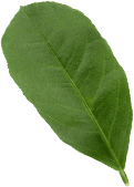 Kratom Leafs