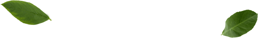 Kratom Leafs