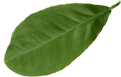 Kratom Leafs